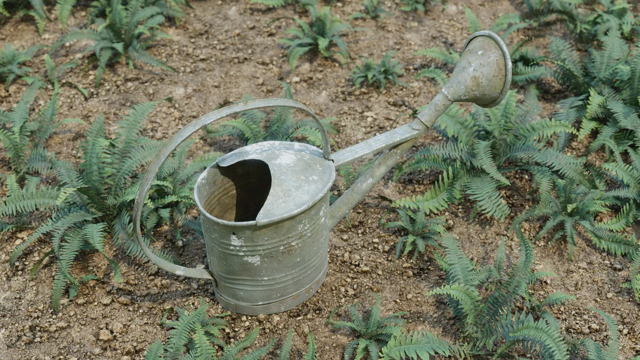 Top right angle on an old battered rusty watering can standing on a muddy ground. The can is surrounded with ferns.