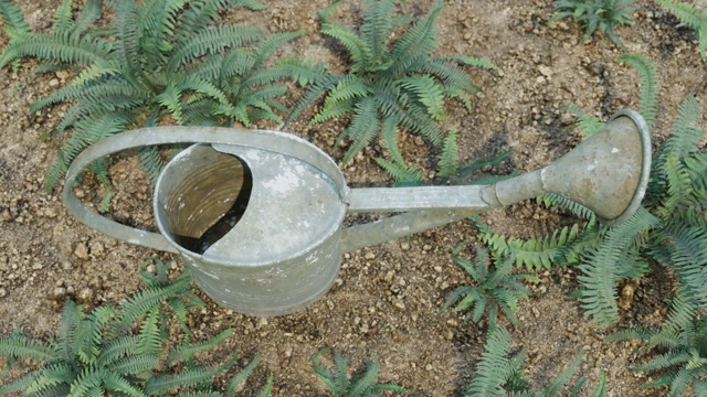 An old battered rusty watering can standing on a muddy ground. It is surrounded with ferns.